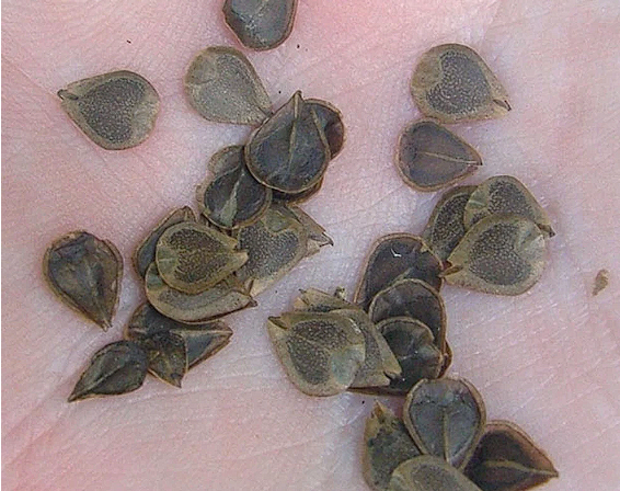 Dutchman's Pipe | Aristolochia Littoralis | 10 seeds | Rare exotic plant