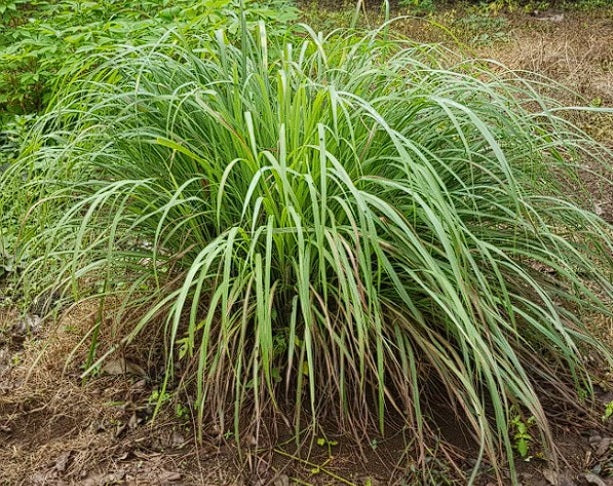 East Indian Lemon Grass seeds | Cymbopogon Flexuosus | 200+ seeds | Cochin Grass