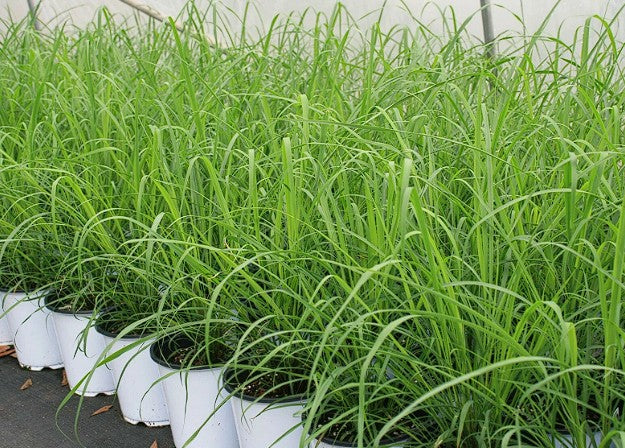 East Indian Lemon Grass seeds | Cymbopogon Flexuosus | 200+ seeds | Cochin Grass