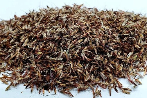 East Indian Lemon Grass seeds | Cymbopogon Flexuosus | 200+ seeds | Cochin Grass