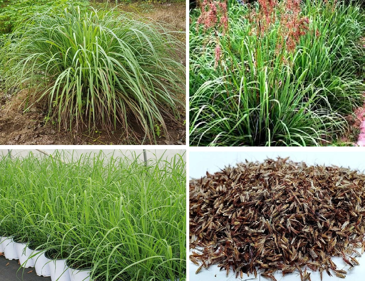 East Indian Lemon Grass seeds | Cymbopogon Flexuosus | 200+ seeds | Cochin Grass