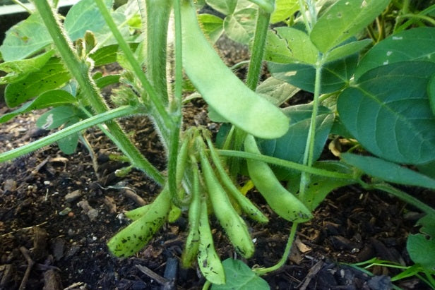 Edamame Soy Beans | 30+ Seeds | Organic | Endamame