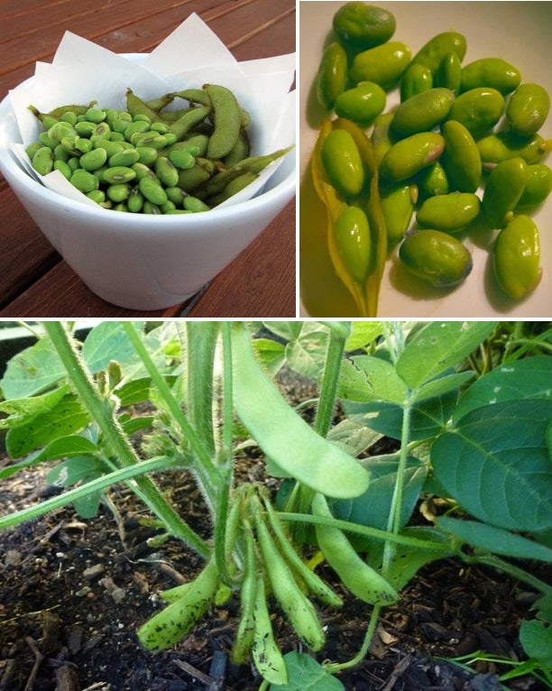 Edamame Soy Beans | 30+ Seeds | Organic | Endamame