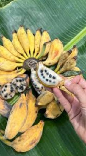 Edible Banana | Musa Balbisiana | 10 seeds | Very Fast Growing