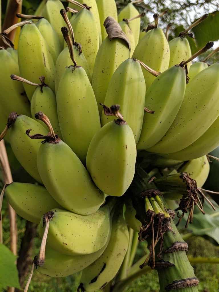 Edible Banana | Musa Balbisiana | 10 seeds | Very Fast Growing