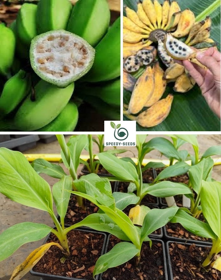 Edible Banana | Musa Balbisiana | 10 seeds | Very Fast Growing