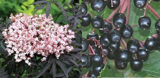 Elderberry 'Black Frills'  (Sambucus Nigra) | 100+ seeds