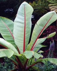 Ethiopian Red Banana | Ensete Ventricosum | 5 seeds