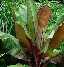 Ethiopian Red Banana | Ensete Ventricosum | 5 seeds