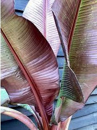 Ethiopian Red Banana | Ensete Ventricosum | 5 seeds