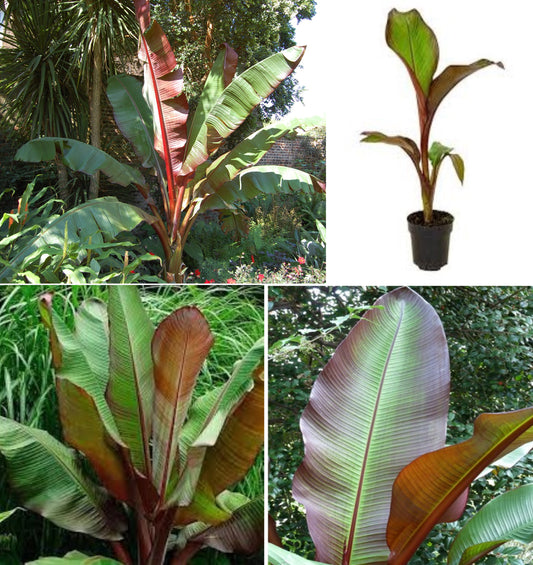 Ethiopian Red Banana | Ensete Ventricosum | 5 seeds