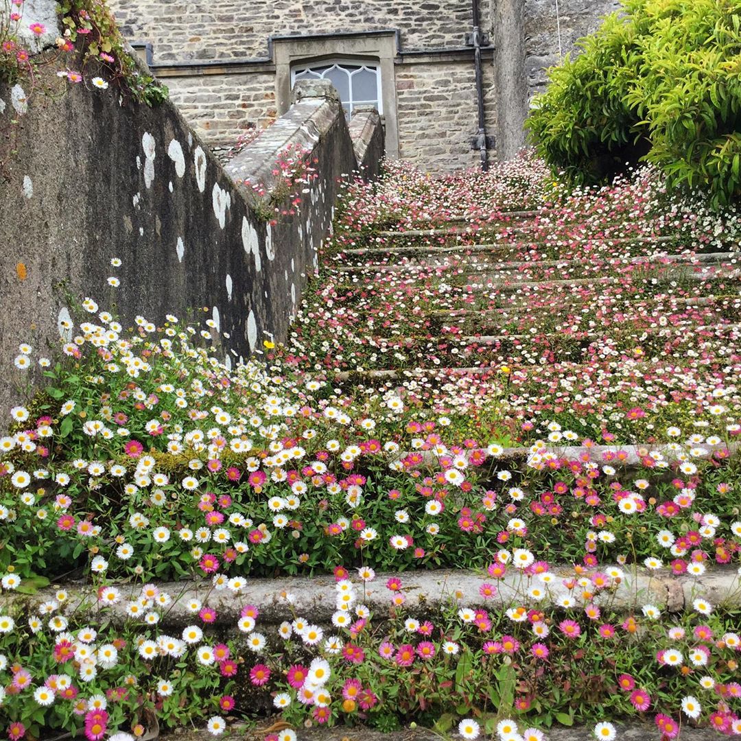 Mexican Fleabane 'Profusion' (Erigeron karvinskianus) | 500+ seeds