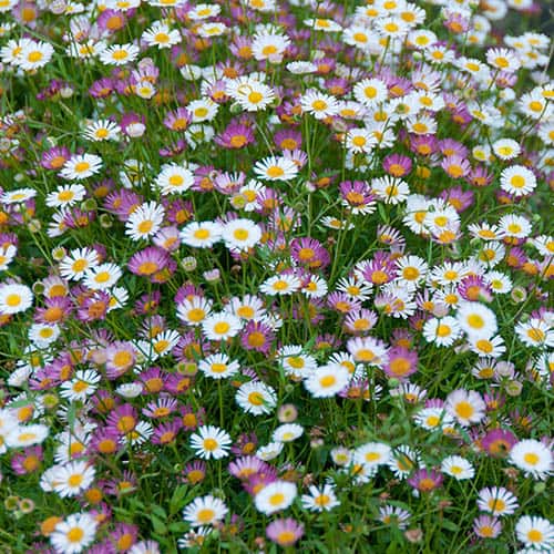 Mexican Fleabane 'Profusion' (Erigeron karvinskianus) | 500+ seeds