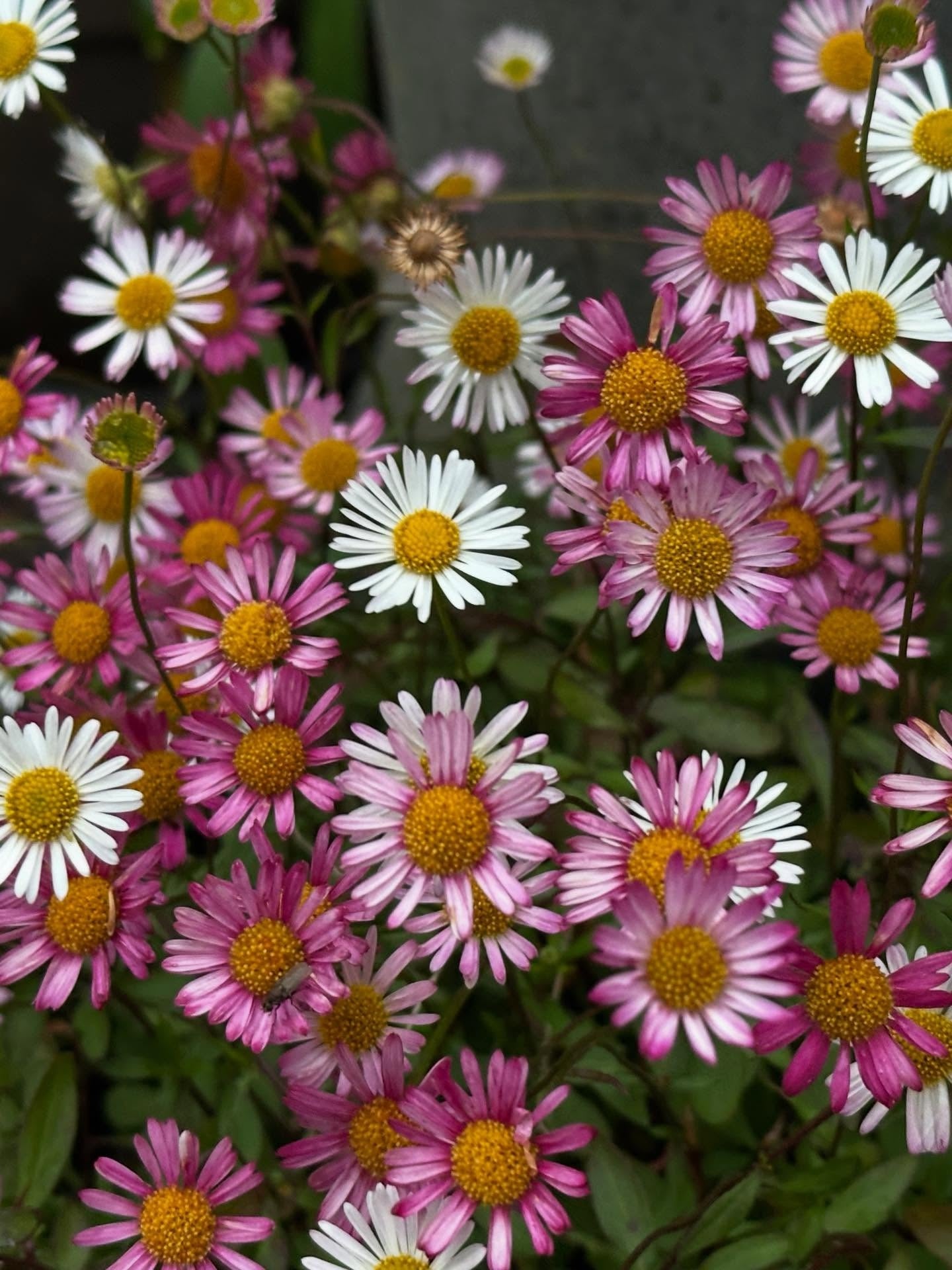 Erigeron Karvinskianus Profusion | 100+ seeds | Mexican Fleabane RHS Gold Medal