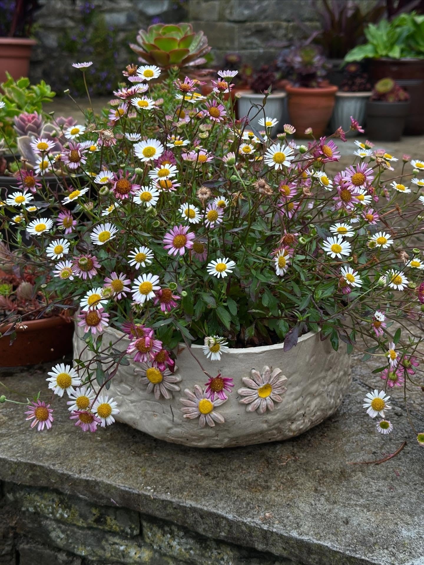 Erigeron Karvinskianus Profusion | 100+ seeds | Mexican Fleabane RHS Gold Medal