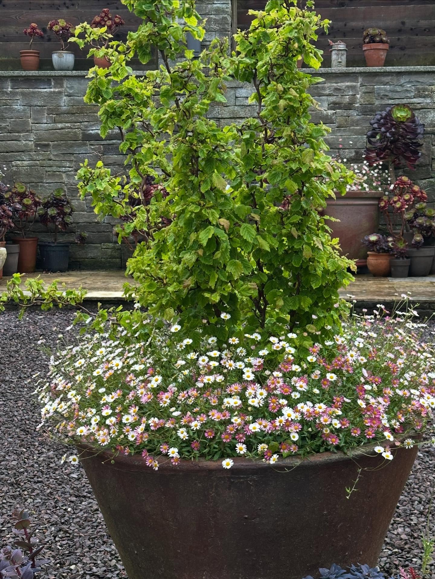 Erigeron Karvinskianus Profusion | 100+ seeds | Mexican Fleabane RHS Gold Medal