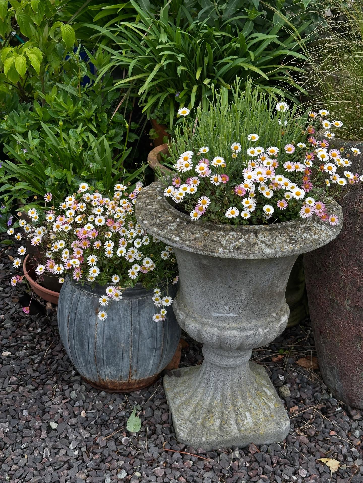 Erigeron Karvinskianus Profusion | 100+ seeds | Mexican Fleabane RHS Gold Medal
