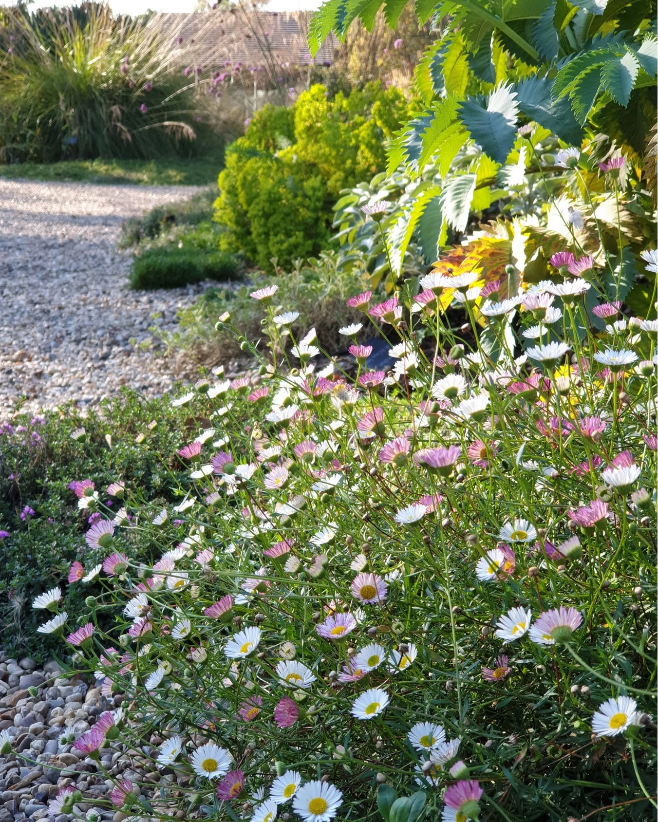 Erigeron Karvinskianus Profusion | 100+ seeds | Mexican Fleabane RHS Gold Medal