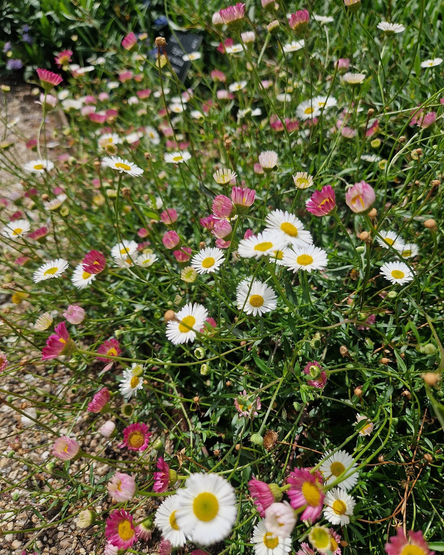 Erigeron Karvinskianus Profusion | 100+ seeds | Mexican Fleabane RHS Gold Medal