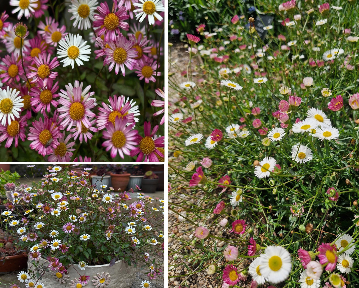 Erigeron Karvinskianus Profusion | 100+ seeds | Mexican Fleabane RHS Gold Medal