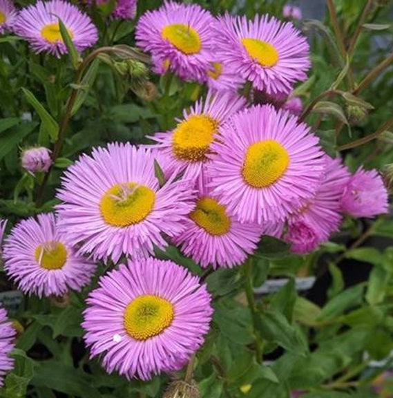 Erigeron Pink Jewel | 200+ seeds | Daisy | Hardy Perennial