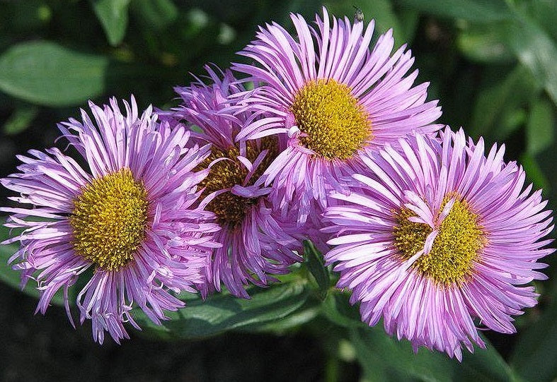 Erigeron Pink Jewel | 200+ seeds | Daisy | Hardy Perennial