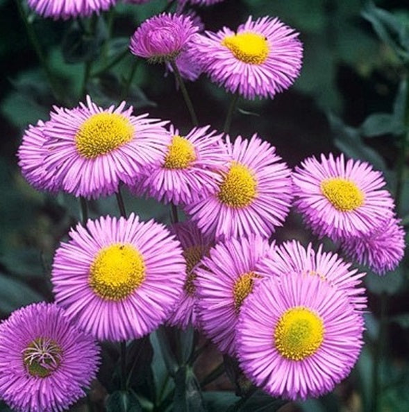 Erigeron Pink Jewel | 200+ seeds | Daisy | Hardy Perennial