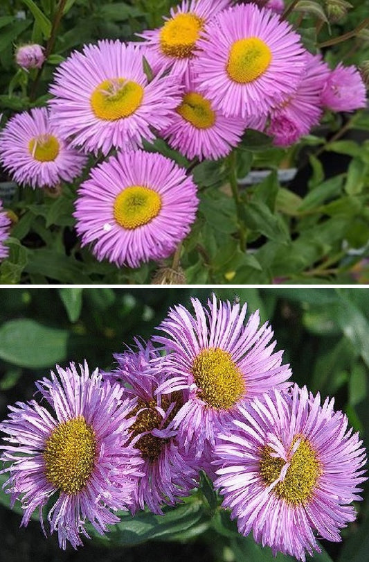 Erigeron Pink Jewel | 200+ seeds | Daisy | Hardy Perennial