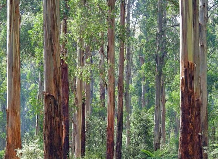 Australian Mountain Ash (Eucalyptus Regnans) | 100+ Seeds | Swamp Gum