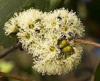 Australian Mountain Ash (Eucalyptus Regnans) | 100+ Seeds | Swamp Gum