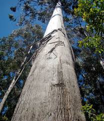 Australian Mountain Ash (Eucalyptus Regnans) | 100+ Seeds | Swamp Gum