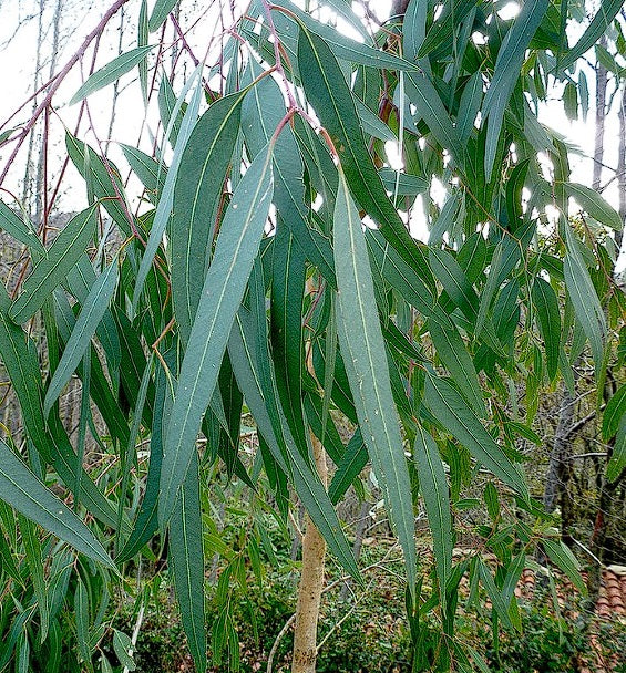 Australian Mountain Ash (Eucalyptus Regnans) | 100+ Seeds | Swamp Gum