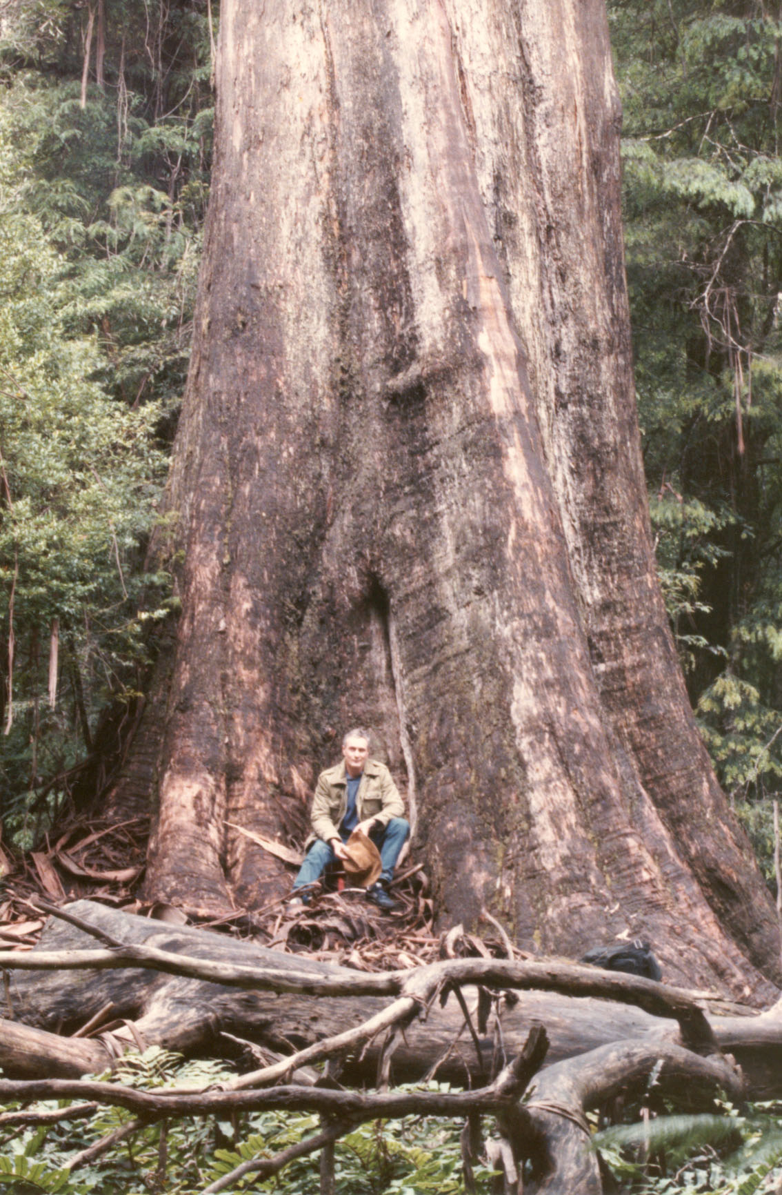 Australian Mountain Ash (Eucalyptus Regnans) | 100+ Seeds | Swamp Gum