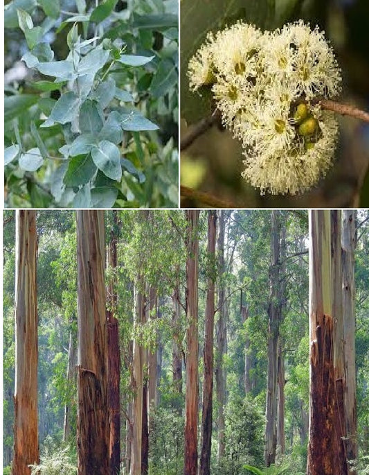 Australian Mountain Ash (Eucalyptus Regnans) | 100+ Seeds | Swamp Gum