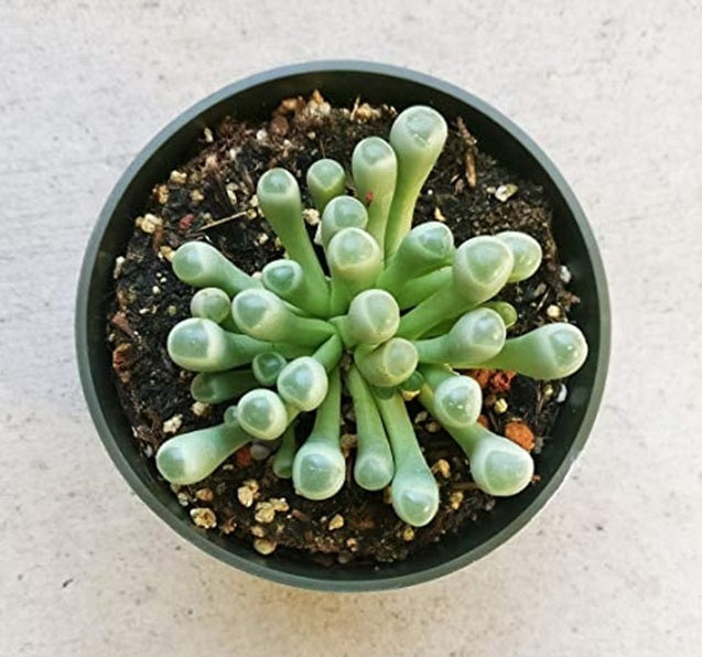 Fenestraria Aurantiaca | 15+ Seeds | Baby Toes | Houseplant