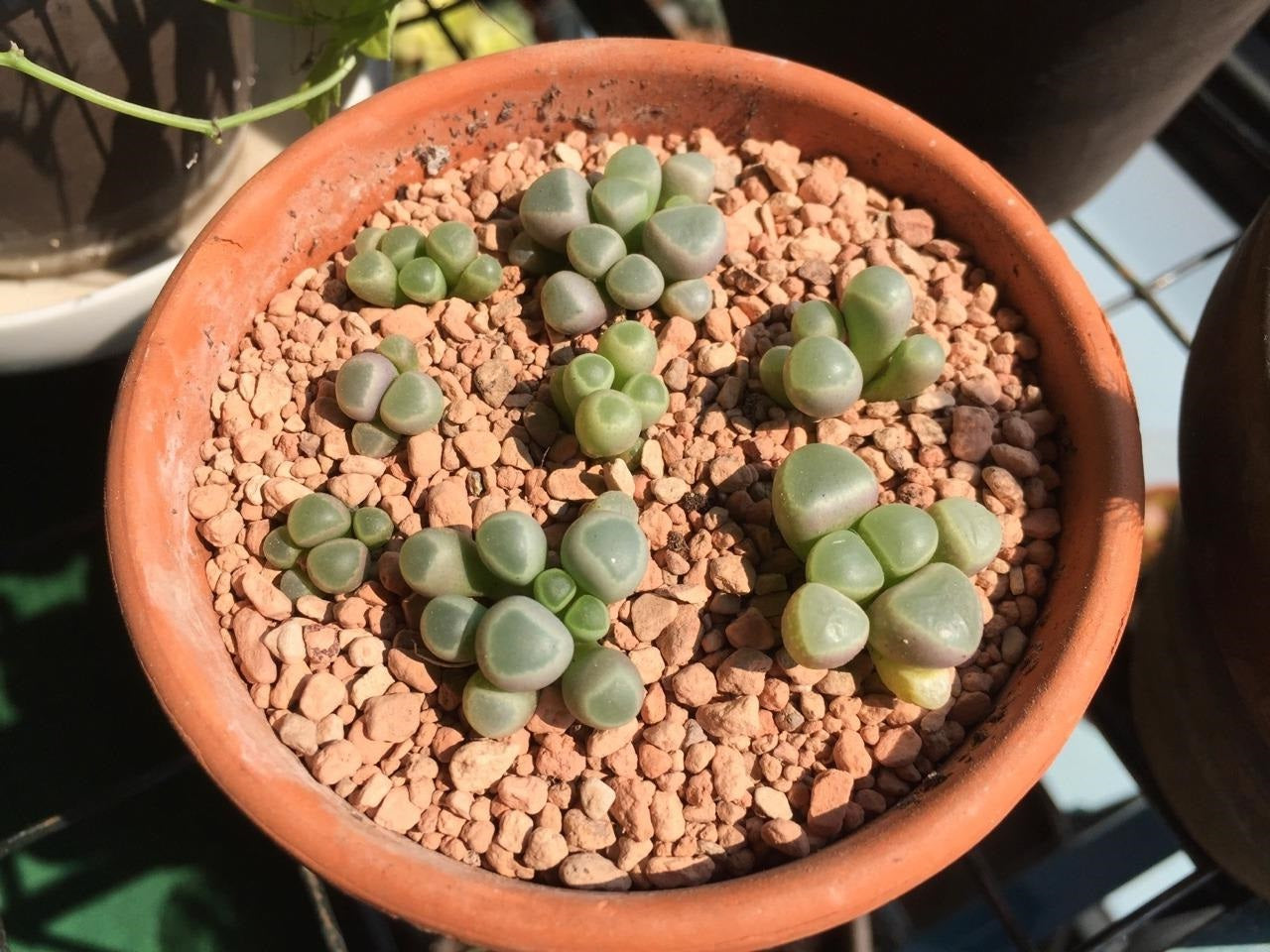 Fenestraria Aurantiaca | 15+ Seeds | Baby Toes | Houseplant