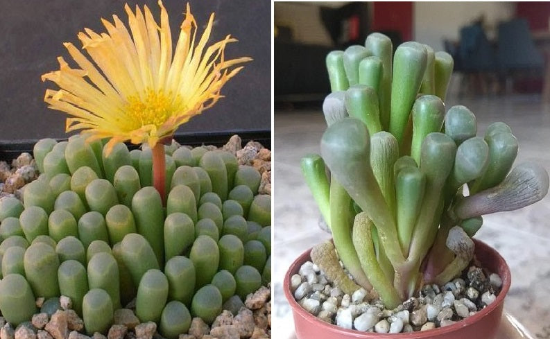 Fenestraria Aurantiaca | 15+ Seeds | Baby Toes | Houseplant