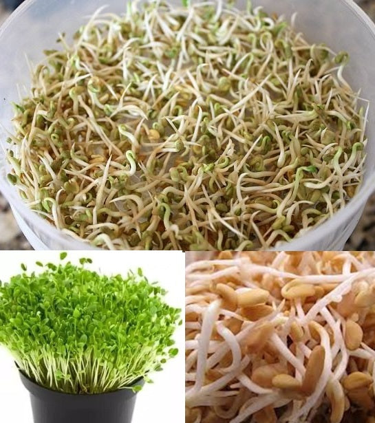 Organic Seeds for Sprouting / Sprouts | Many Types | Healthy Microgreens all year round!