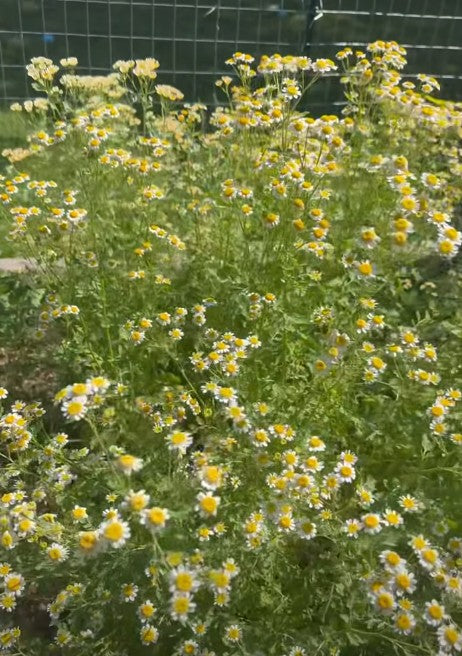 Feverfew Seeds | Traditional Medicinal Herb | 900+ seeds | Tanacetum Parthenium