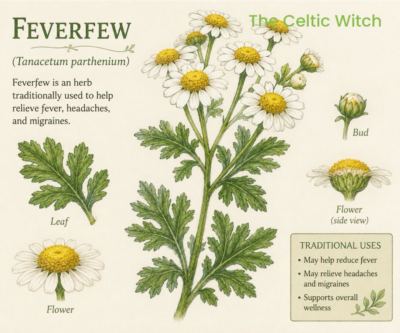 Feverfew Seeds | Traditional Medicinal Herb | 900+ seeds | Tanacetum Parthenium