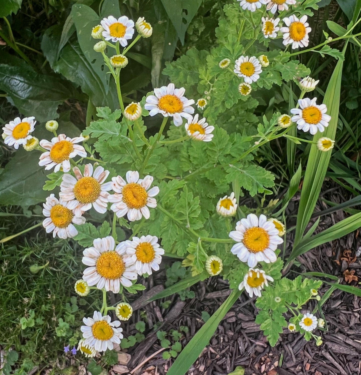 Feverfew Seeds | Traditional Medicinal Herb | 900+ seeds | Tanacetum Parthenium