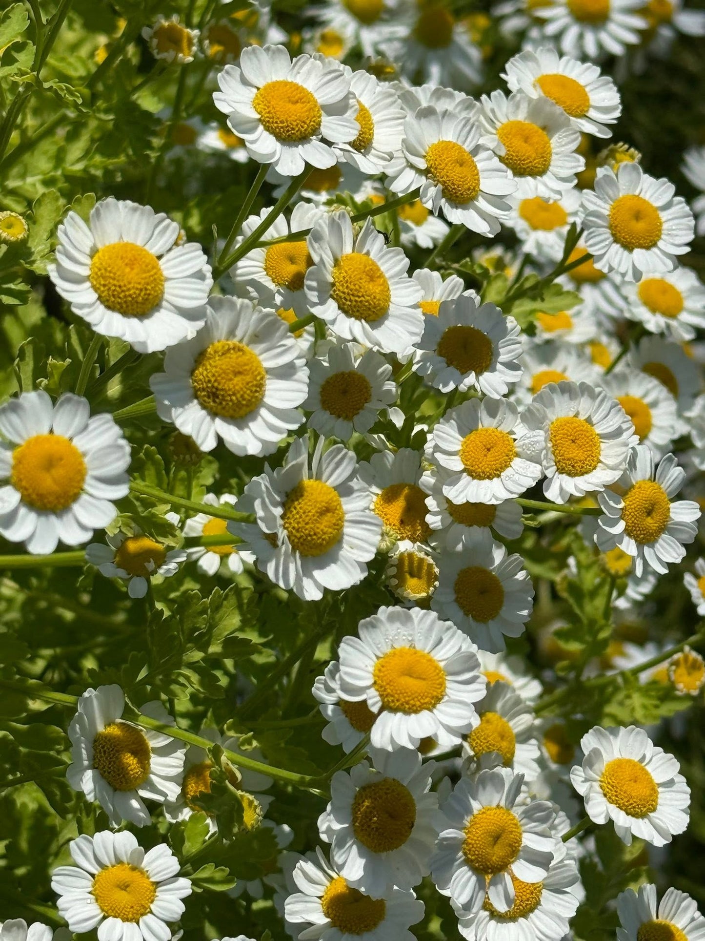 Feverfew Seeds | Traditional Medicinal Herb | 900+ seeds | Tanacetum Parthenium
