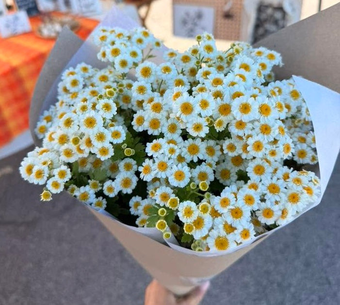 Feverfew Seeds | Traditional Medicinal Herb | 900+ seeds | Tanacetum Parthenium