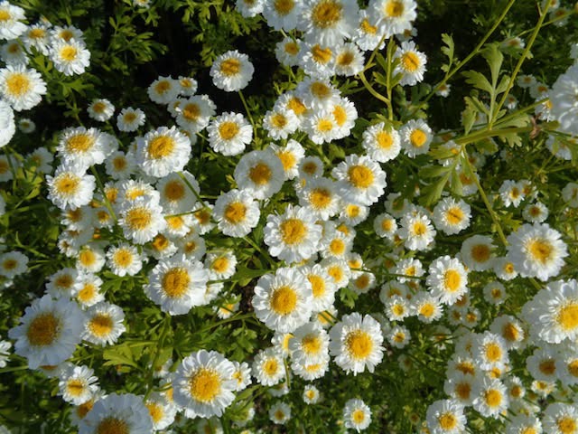 Feverfew Seeds | Traditional Medicinal Herb | 900+ seeds | Tanacetum Parthenium
