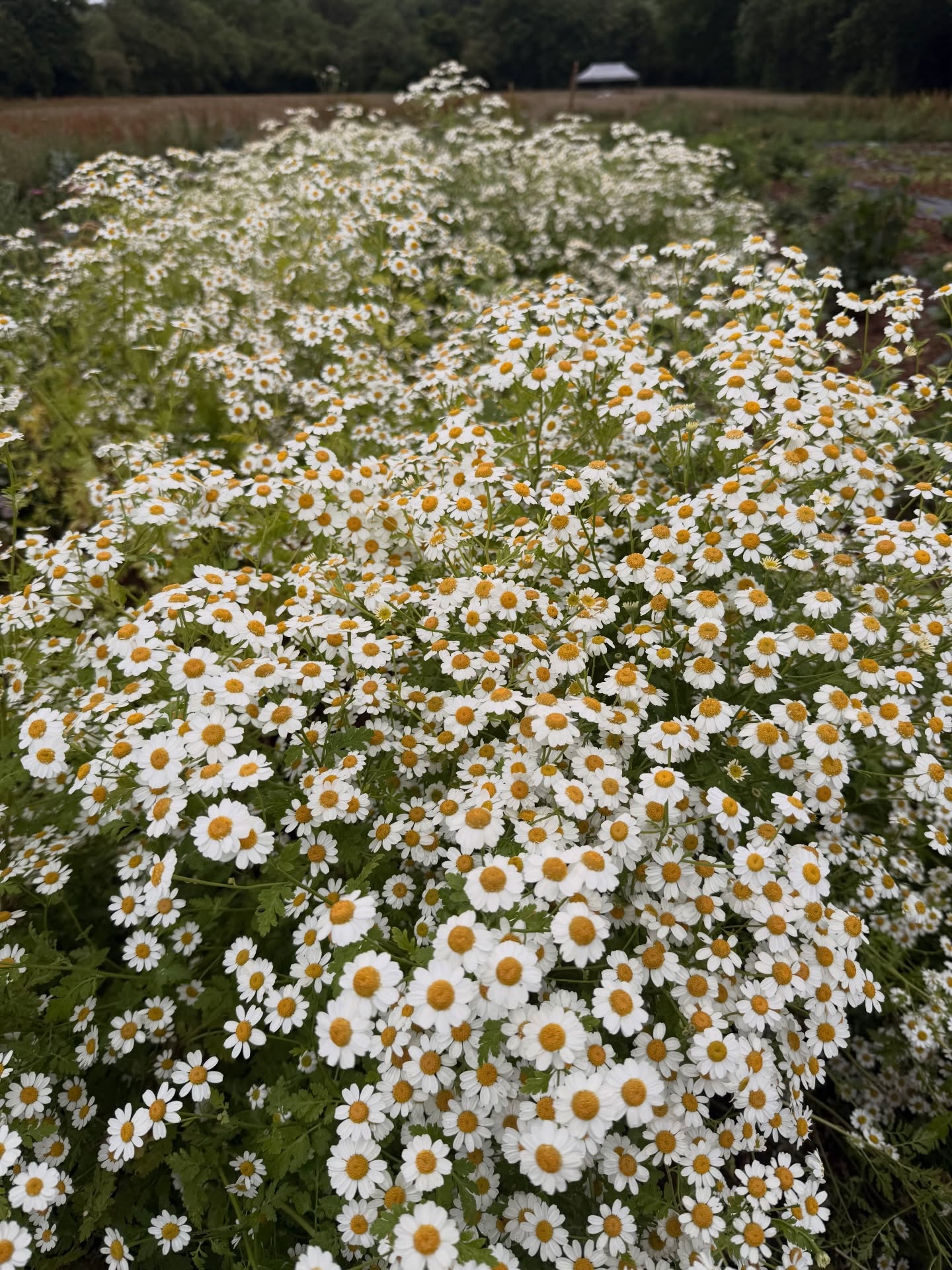 Feverfew Seeds | Traditional Medicinal Herb | 900+ seeds | Tanacetum Parthenium