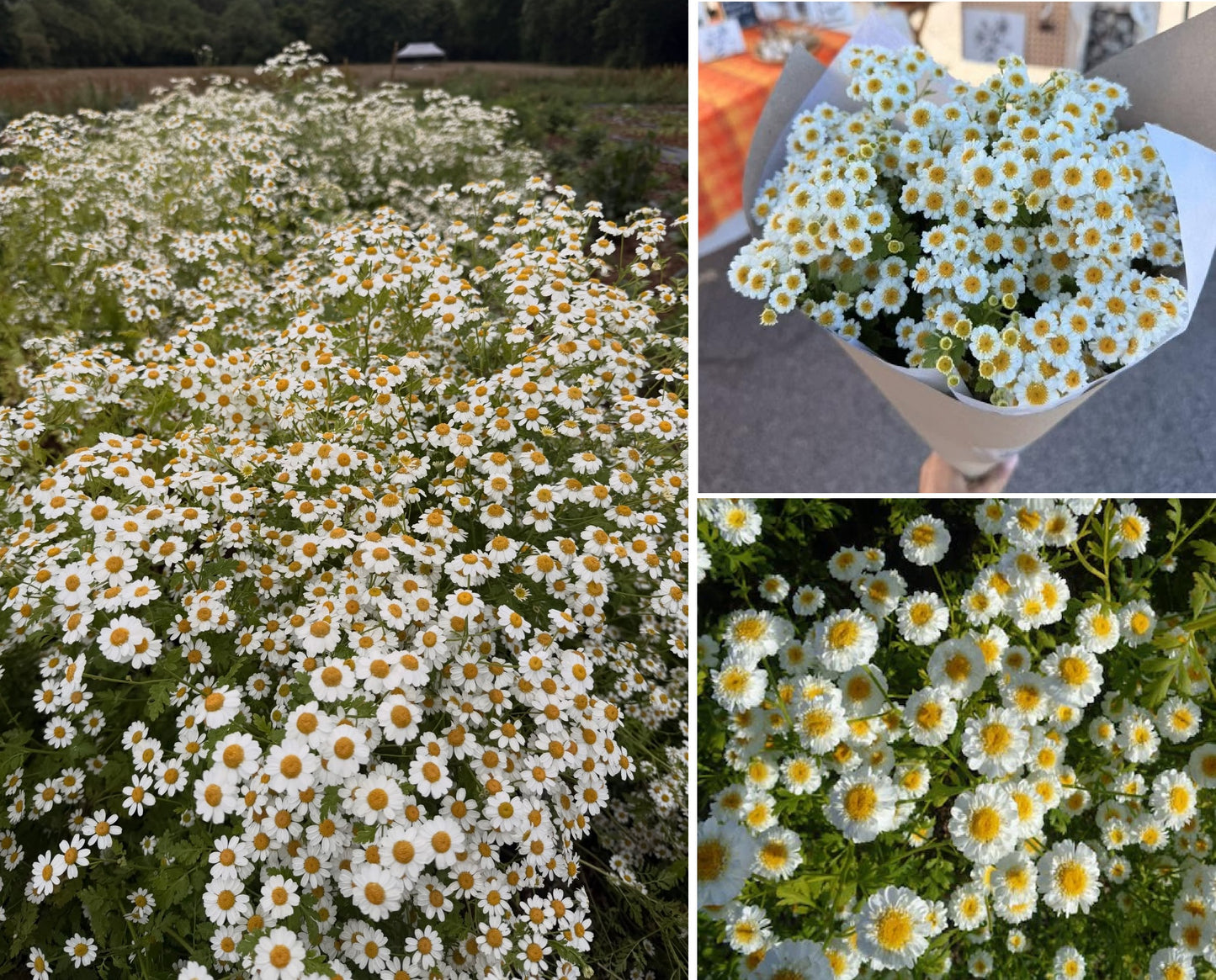 Feverfew Seeds | Traditional Medicinal Herb | 900+ seeds | Tanacetum Parthenium