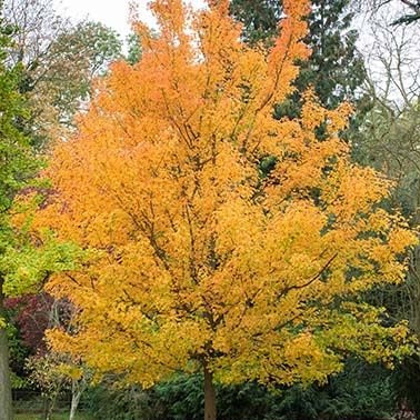 Field Maple (Acer Campestre) | 75+ Seeds | Native Broad Leaf | Hedging