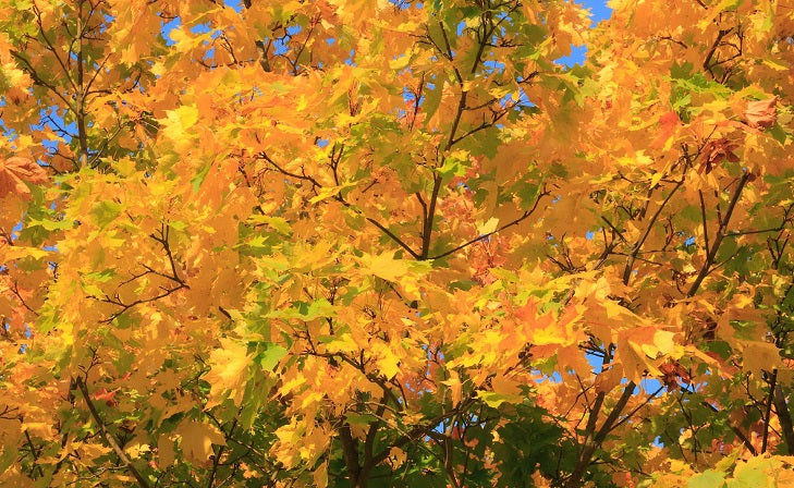 Field Maple (Acer Campestre) | 75+ Seeds | Native Broad Leaf | Hedging