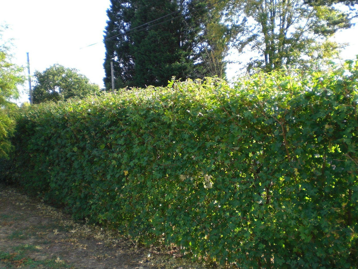 Field Maple (Acer Campestre) | 75+ Seeds | Native Broad Leaf | Hedging