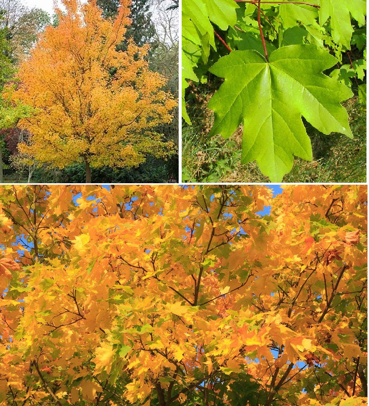 Field Maple (Acer Campestre) | 75+ Seeds | Native Broad Leaf | Hedging